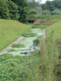 university of limerick - prettiness in algae.jpg